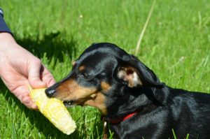 Bella eating corn 2013