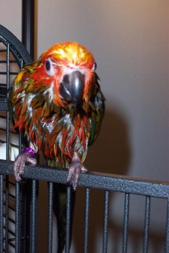 Soleil after bath